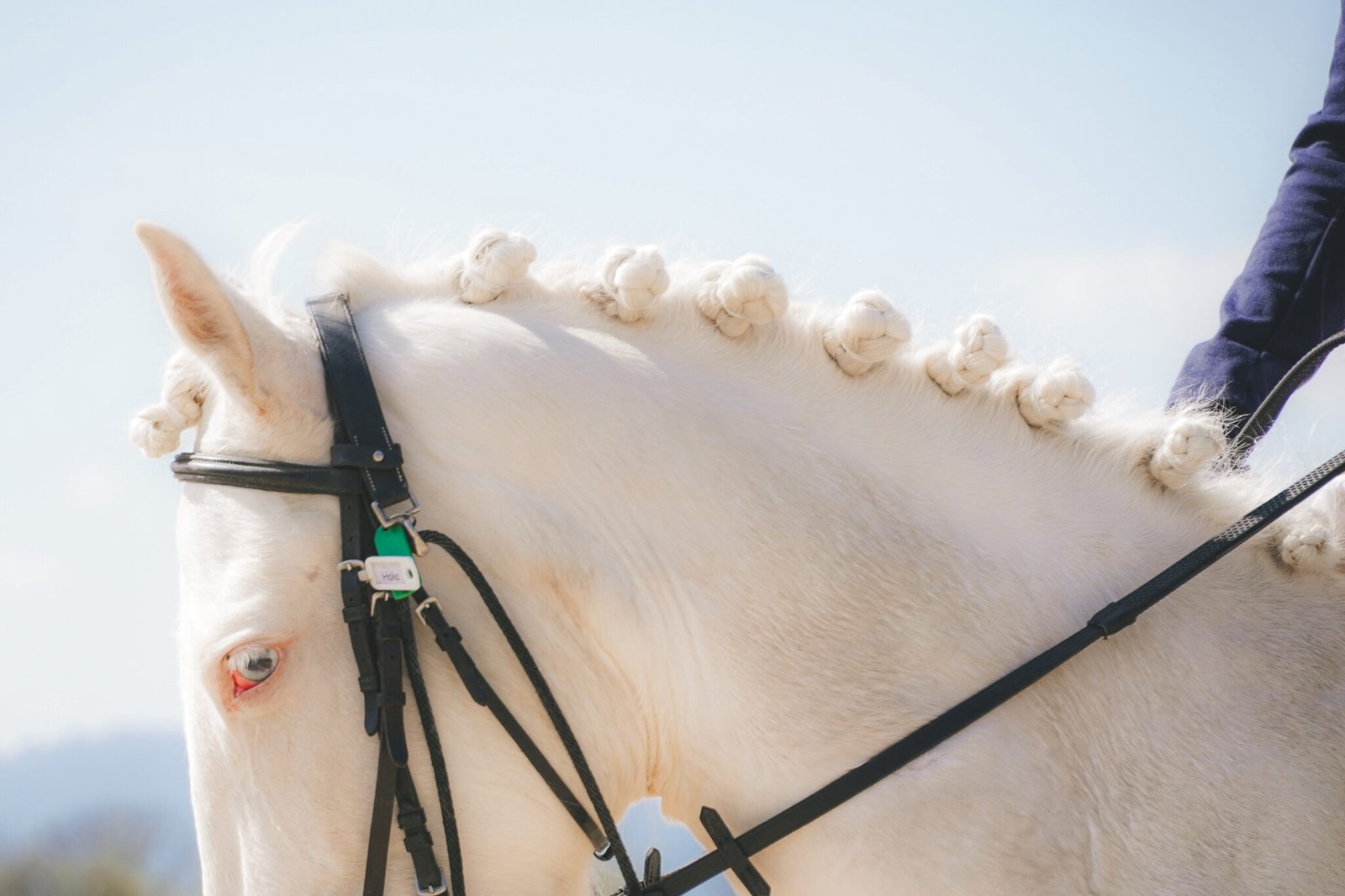 Concours Dressage