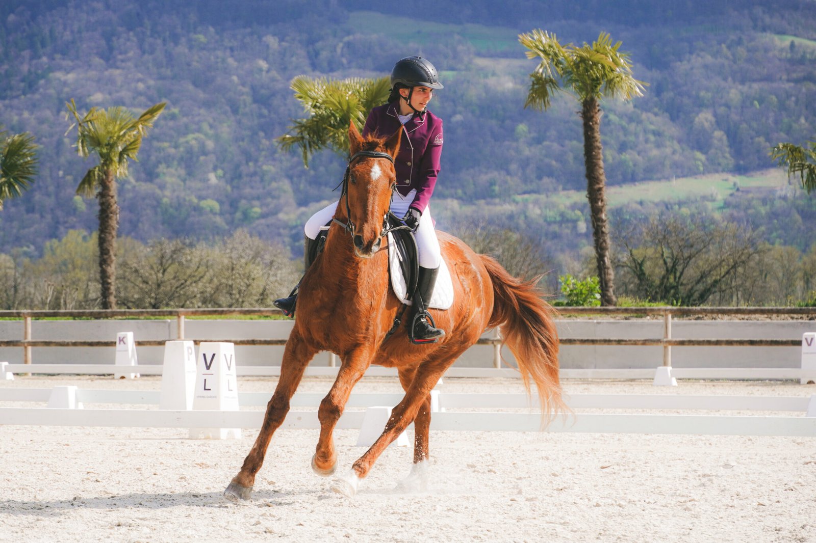 Concours Dressage