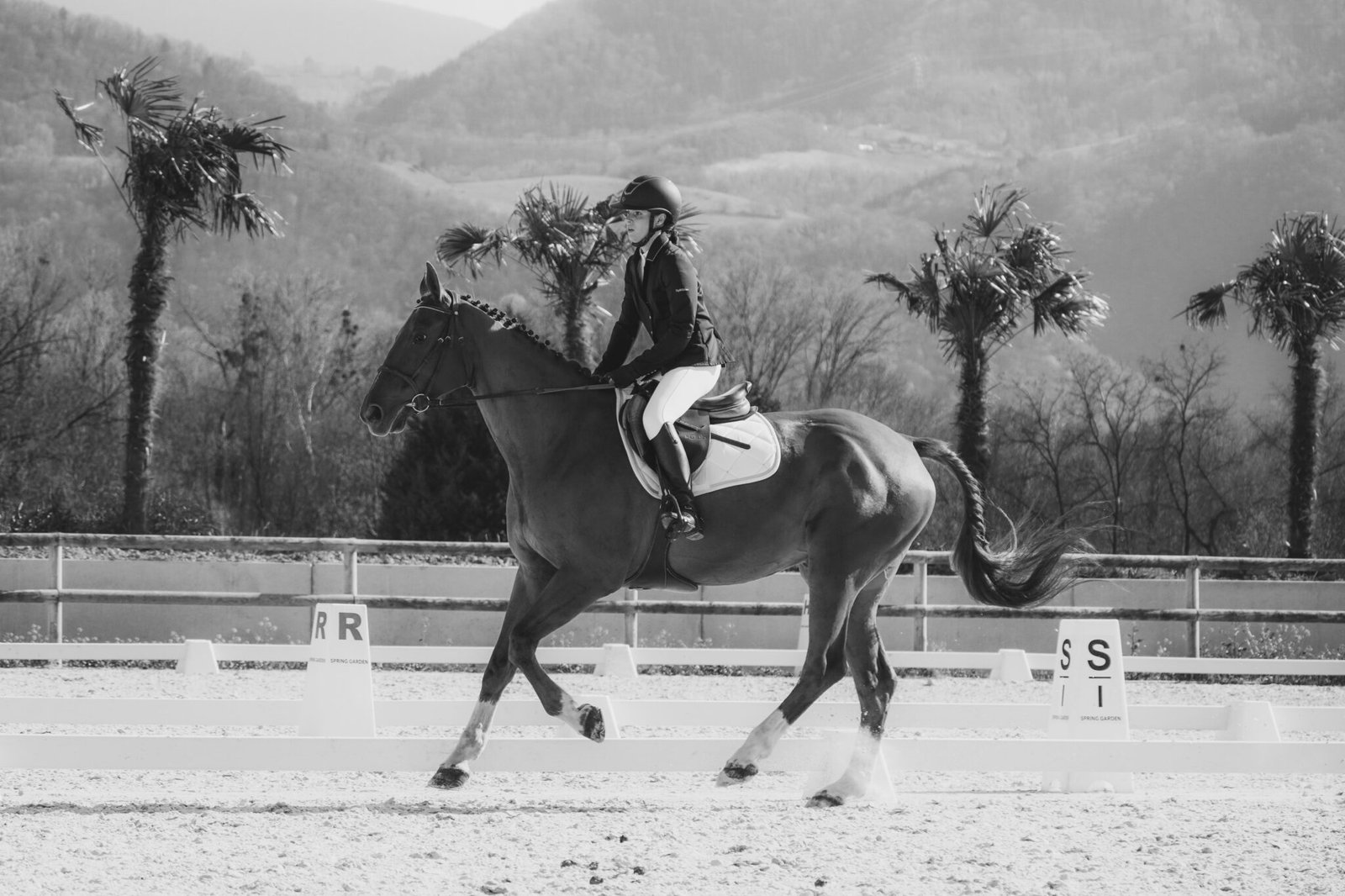 Concours Dressage